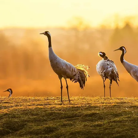 Apartament Lilie Mit Balkon In Einer Geschmackvoll Sanierten Backsteinmuehle